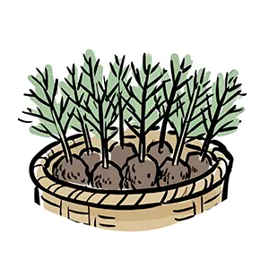 丸いバスケットに並べられた植林・植樹用の青々とした針葉樹ポット苗